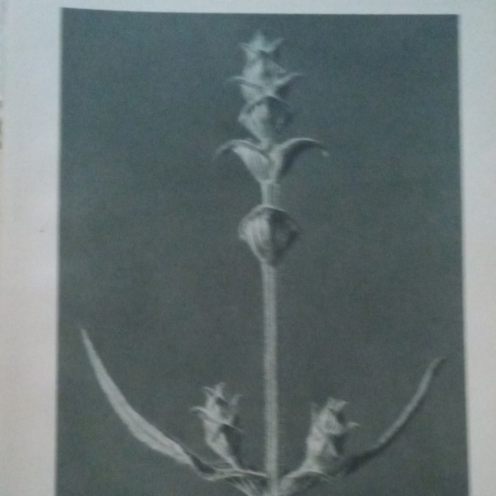 1928 Blossfeldt Plate 99